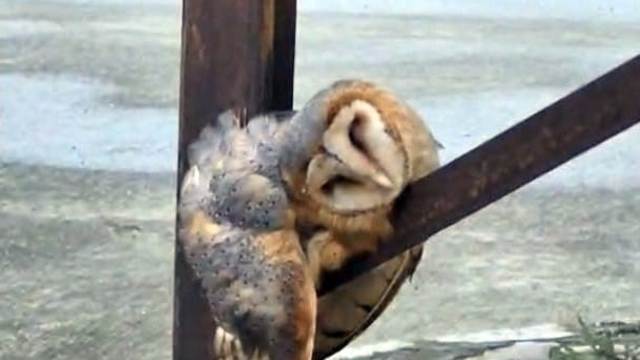 Sevimli Baykuş sokak direğinde uyuya kaldı