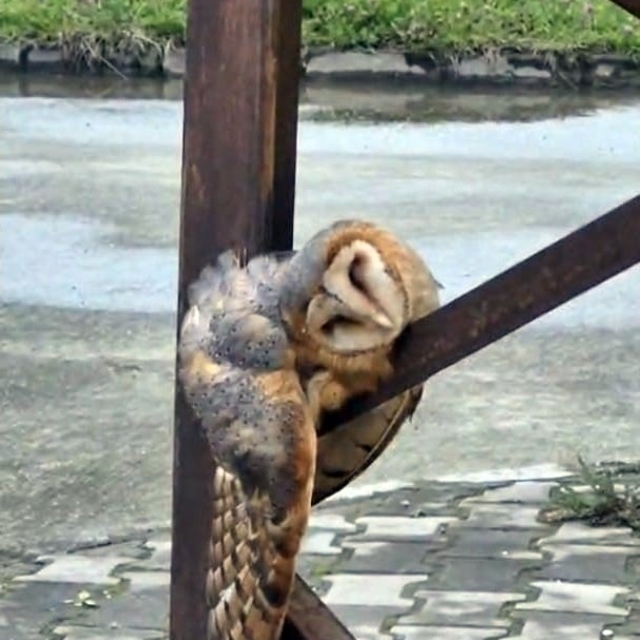 Sevimli Baykuş sokak direğinde uyuya kaldı