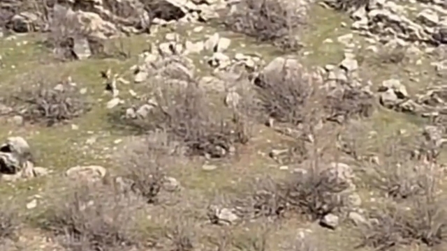 Diyarbakır'da sürü halinde dağ keçileri görüntülendi