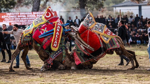 Burhaniye' de Pazar günü deve güreşi yapılacak