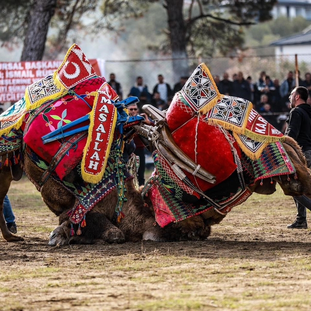 Burhaniye' de Pazar günü deve güreşi yapılacak