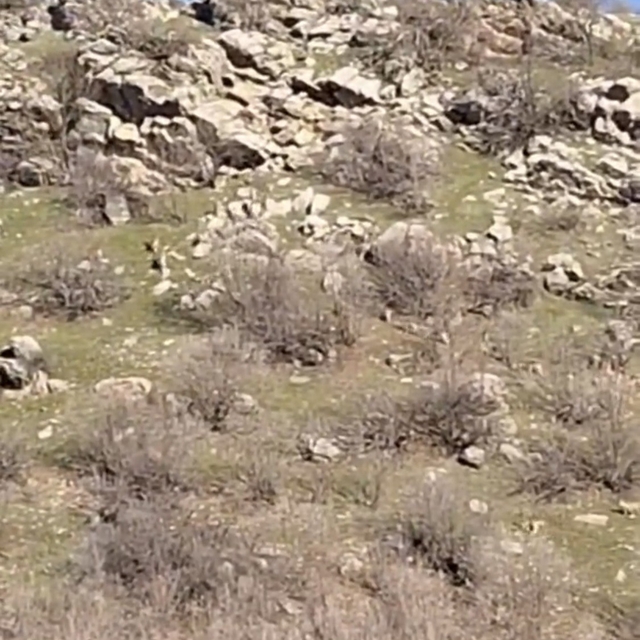 Diyarbakır'da sürü halinde dağ keçileri görüntülendi