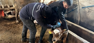 Bayburt genelinde şap, brusella aşılamaları ve küpeleme çalışmaları sürüyor