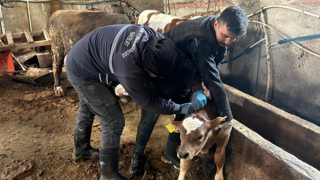 Bayburt genelinde şap, brusella aşılamaları ve küpeleme çalışmaları sürüyor