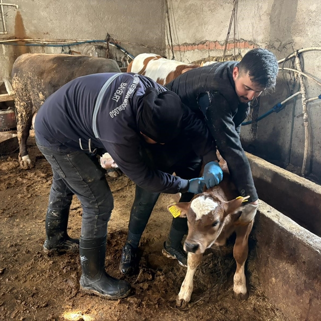 Bayburt genelinde şap, brusella aşılamaları ve küpeleme çalışmaları sürüyor