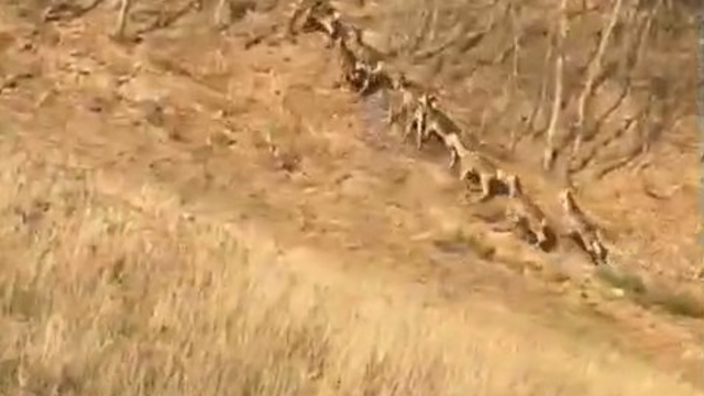 Bursa'da geyik sürüsü yola indi, sürücüler şaşkınlığını gizleyemedi