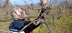 Simav’da yem bitkileri ve hububat ekili alanlarda verim çalışması yapıldı