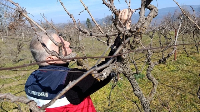 Simav'da yem bitkileri ve hububat ekili alanlarda verim çalışması yapıldı