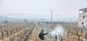 Bağlarda çiçek öncesi ilaçlama programı açıklandı