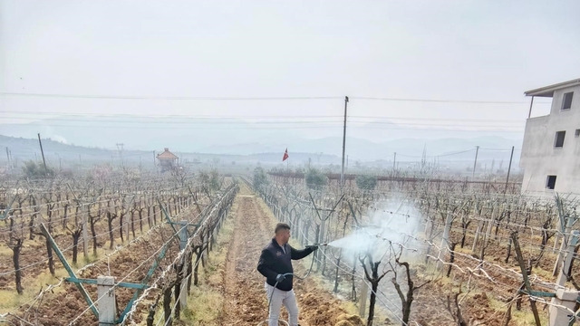 Bağlarda çiçek öncesi ilaçlama programı açıklandı