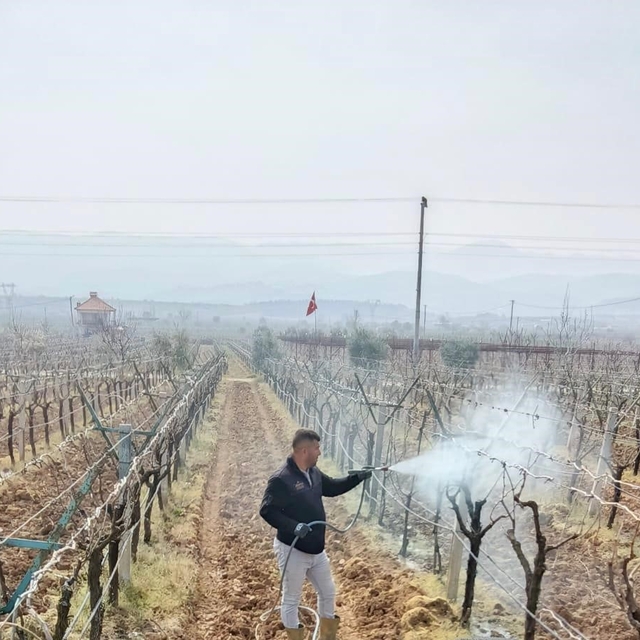 Bağlarda çiçek öncesi ilaçlama programı açıklandı