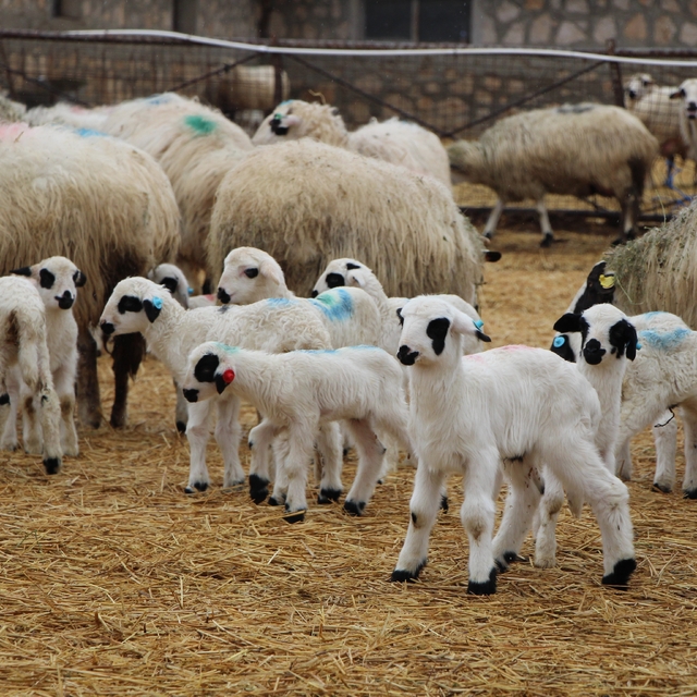 Hayvancılara kritik uyarı: Kuzu ve buzağı bakımında ilk saatler hayati önem...