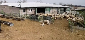 Başıboş köpek çiftliğe girip koyunları kovaladı, çiftliğin köpeği olanları izledi
