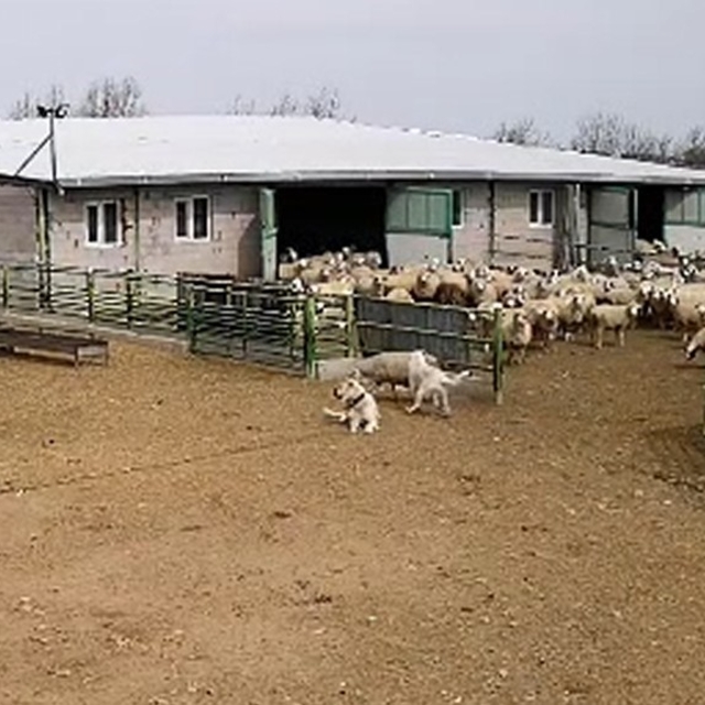 Başıboş köpek çiftliğe girip koyunları kovaladı, çiftliğin köpeği olanları...