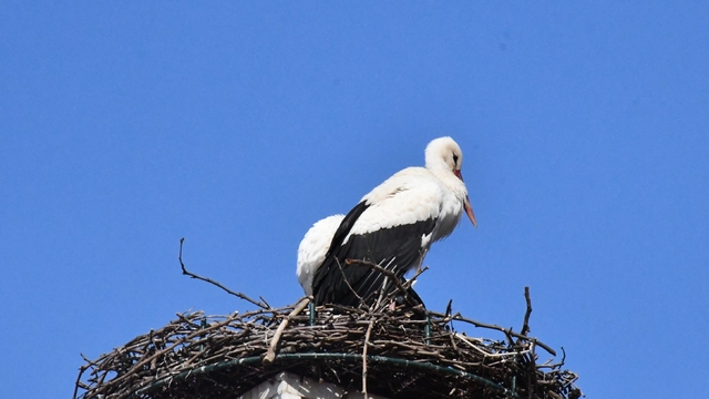 Yuva yapacak alan bulamayan leylekler yeniden İznik'te