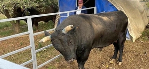 Boğa sahibini hastanelik etti