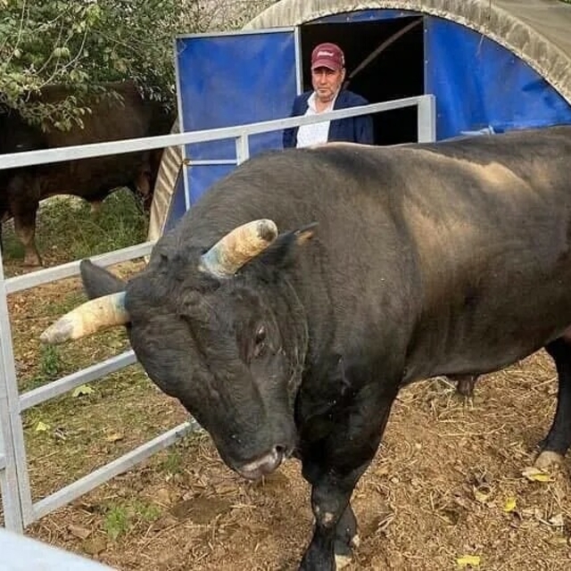 Boğa sahibini hastanelik etti