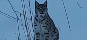 Bayburt'ta karlı arazide görülen vaşak vatandaşları heyecanlandırdı