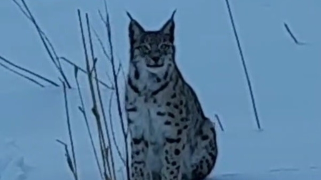 Bayburt'ta karlı arazide görülen vaşak vatandaşları heyecanlandırdı