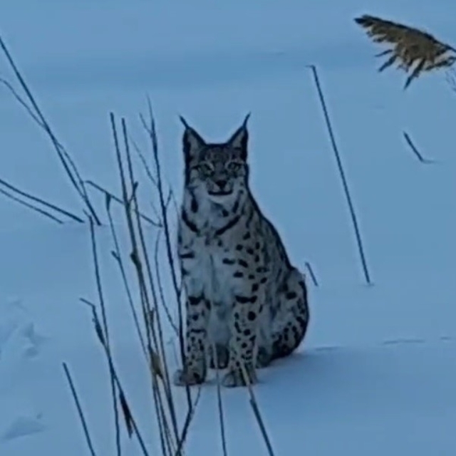 Bayburt'ta karlı arazide görülen vaşak vatandaşları heyecanlandırdı