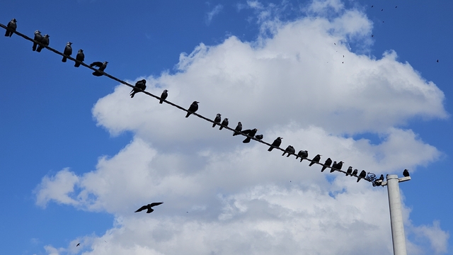 Tatvan'da sıralanan kuşlardan güzel görüntüler