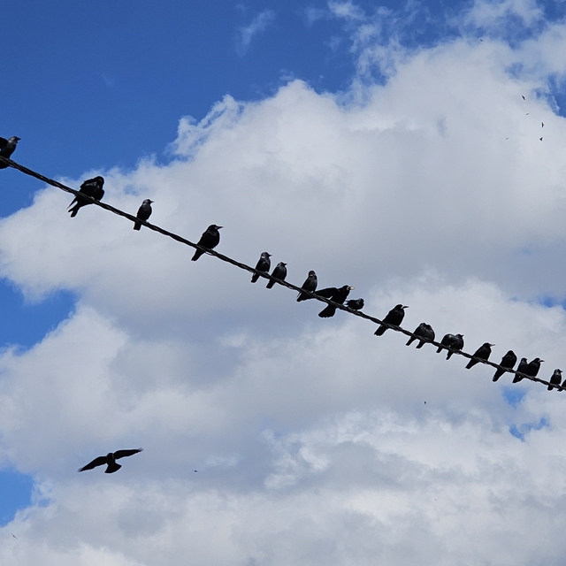 Tatvan'da sıralanan kuşlardan güzel görüntüler