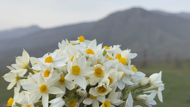 Derecik ilçesinde bahar yüzünü gösterdi