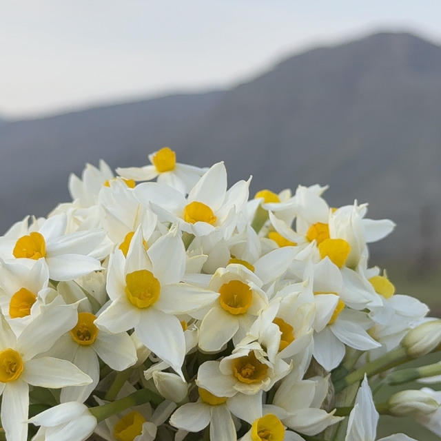 Derecik ilçesinde bahar yüzünü gösterdi