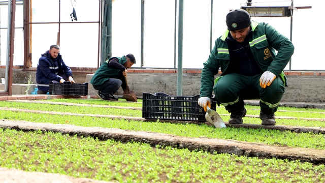 Diyarbakır'a 2 milyon Çin karanfili ekilecek
