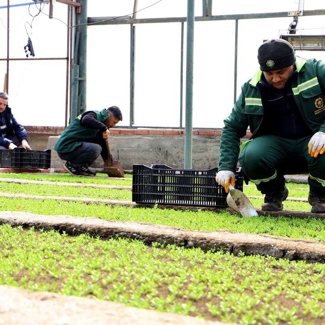 Diyarbakır'a 2 milyon Çin karanfili ekilecek