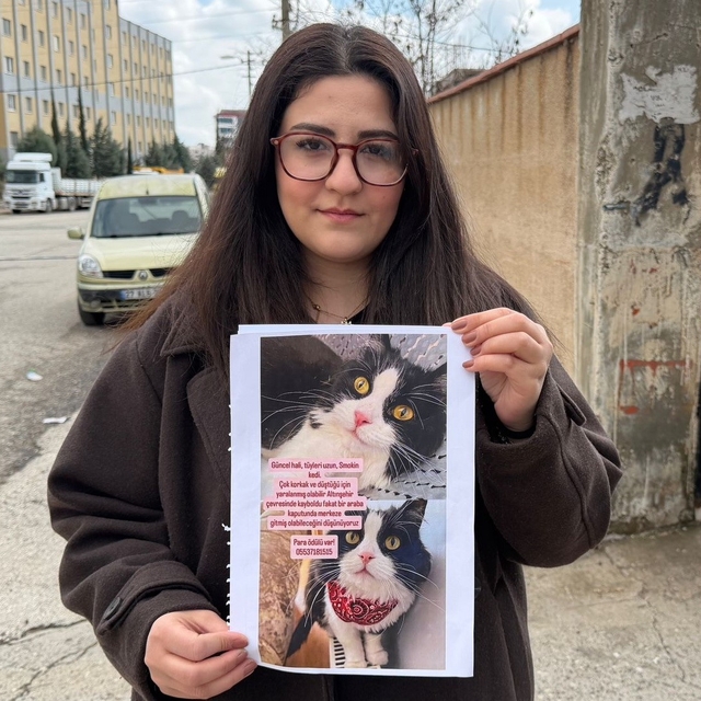 Kedilerini bulana çeyrek altın verecekler