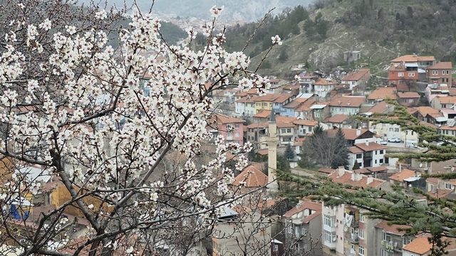 Kütahya'da badem ağaçları çiçek açtı