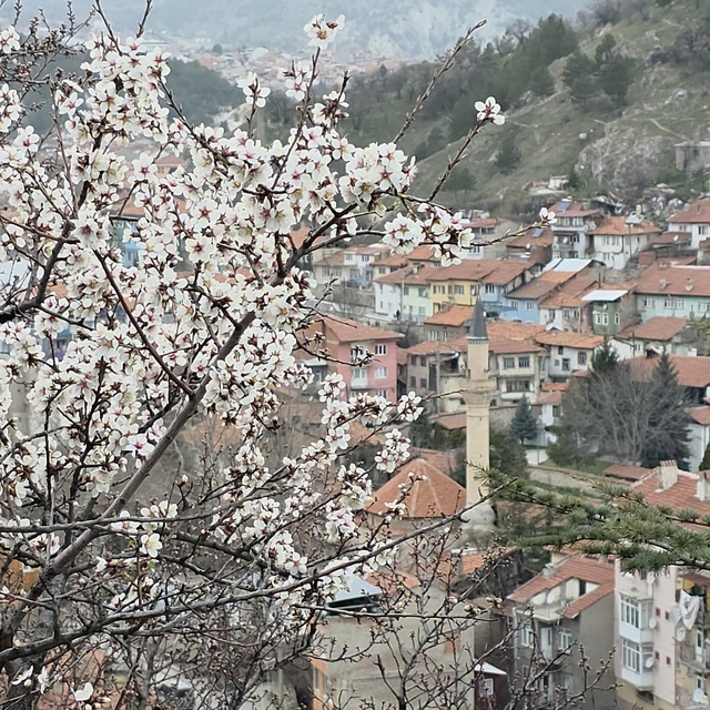 Kütahya'da badem ağaçları çiçek açtı