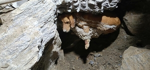 Betonun içine sıkışan köpek kurtarıldı