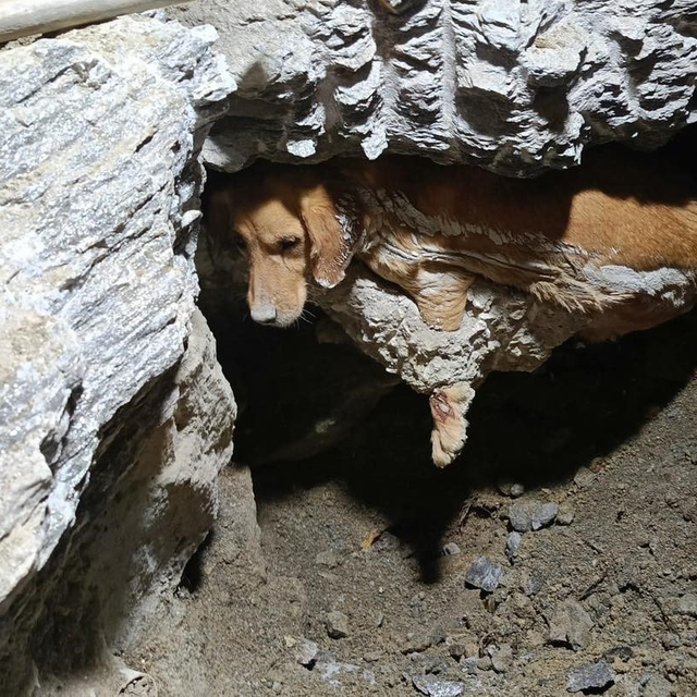 Betonun içine sıkışan köpek kurtarıldı