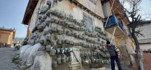 Bahçede yetiştiremeyince çözümü evinin duvarında buldu