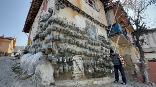 Bahçede yetiştiremeyince çözümü evinin duvarında buldu
