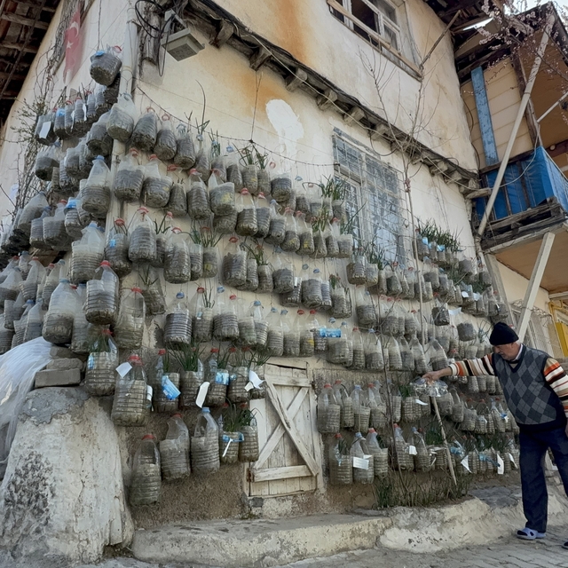 Bahçede yetiştiremeyince çözümü evinin duvarında buldu