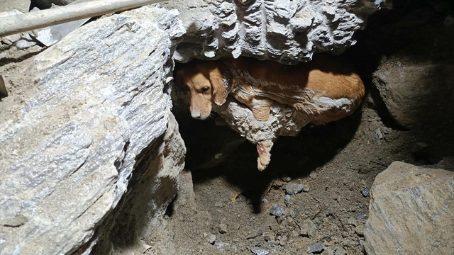 Betonun içine sıkışan köpek kurtarıldı