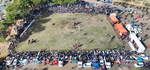 Burhaniye’de deve güreşleri Pelitköy sahasında yapılacak