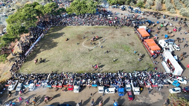 Burhaniye'de deve güreşleri Pelitköy sahasında yapılacak