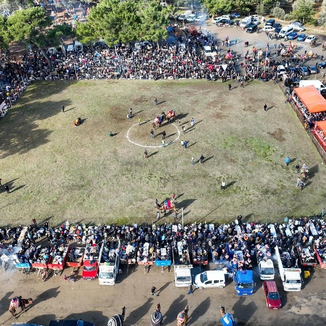 Burhaniye'de deve güreşleri Pelitköy sahasında yapılacak
