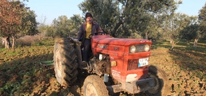 Balıkesir'de zeytinliklerde sürüm başladı
