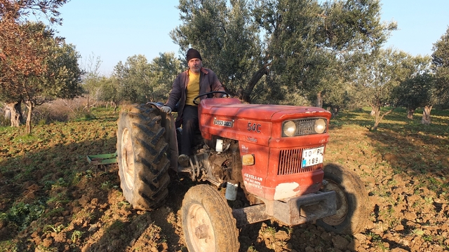 Balıkesir'de zeytinliklerde sürüm başladı