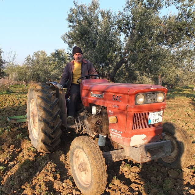 Balıkesir'de zeytinliklerde sürüm başladı