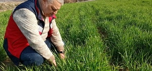 Simav’da tarımsal çalışmalar sürüyor