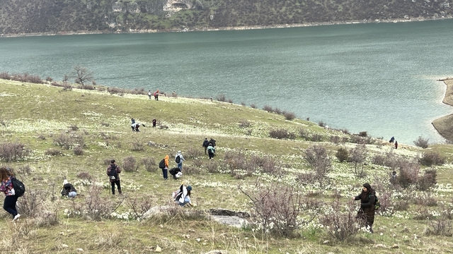 Bahar çiçeği nergisler doğaseverlerin ilgi odağı oldu
Doğaseverler "Aşk çiçeği" nergisler için kilometrelerce yol kat etti