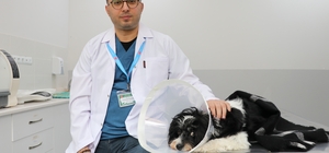 Görenler gözlerine inanamadı: Köpeğin karnından 140 taş çıktı