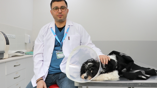 Görenler gözlerine inanamadı: Köpeğin karnından 140 taş çıktı