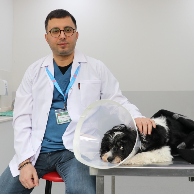 Görenler gözlerine inanamadı: Köpeğin karnından 140 taş çıktı
